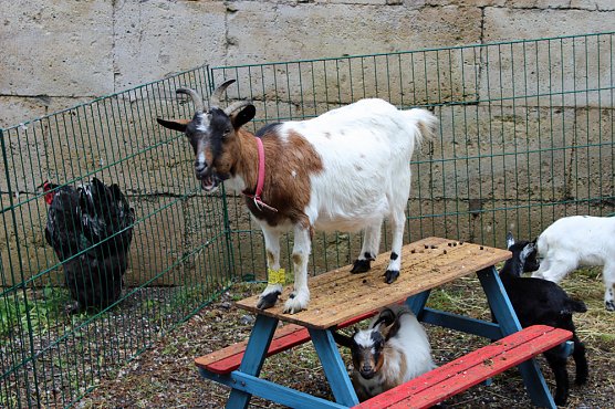 Auflauf zum Abschluss Residenzfest (Foto: Karl-Heinz Herrmann) Auflauf zum Abschluss Residenzfest (Foto: Karl-Heinz Herrmann)