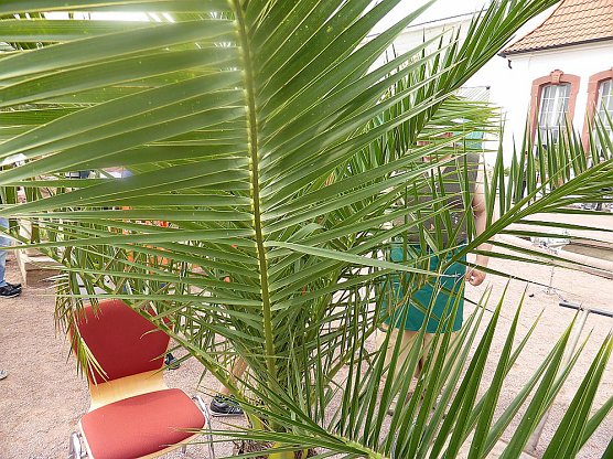 Beim Orangeriefest Bendeleben (Foto: J&uuml;rgen Kieper)