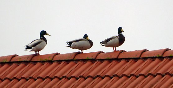 Enten auf Abwegen (Foto: Peter Baars) Enten auf Abwegen (Foto: Peter Baars)