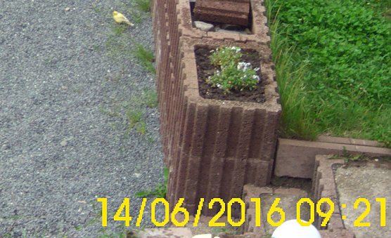 Wer kennt diese V&ouml;gel? (Foto: Thomas Leipold)