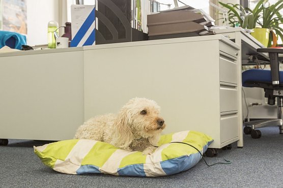 Ein Kollege Hund kann eine Bereicherung f&uuml;r den Arbeitsalltag sein. (Foto: Deutscher Tierschutzbund)
