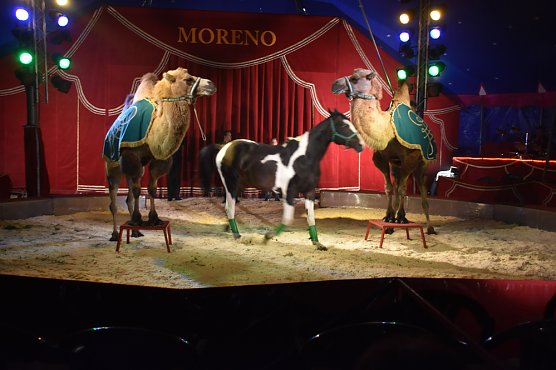 Cirkus Moreno (Foto: Cirkus Moreno) Cirkus Moreno (Foto: Cirkus Moreno)