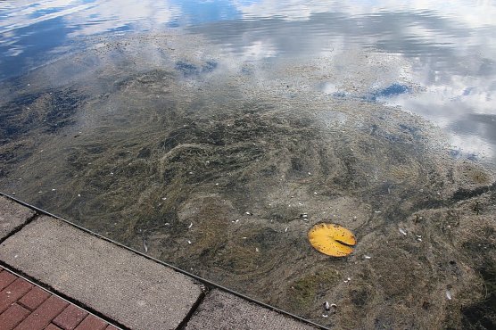 Grasmahd im Bebraer Teich (Foto: Karl-Heinz Herrmann)