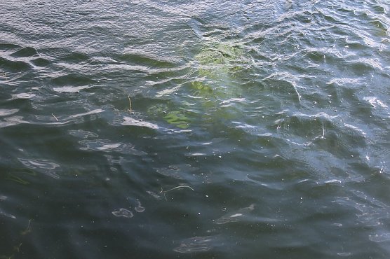 Grasmahd im Bebraer Teich (Foto: Karl-Heinz Herrmann)