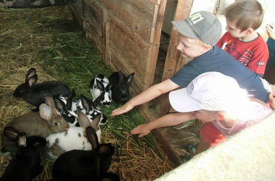 Bauernhoftiere hautnah (Foto: Kindervilla Bad Frankenhausen) Bauernhoftiere hautnah (Foto: Kindervilla Bad Frankenhausen)