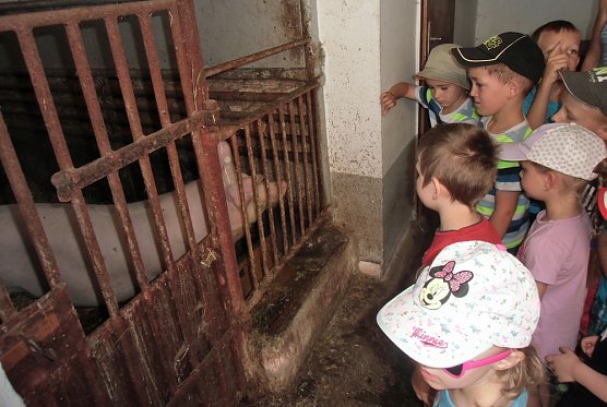 Bauernhoftiere hautnah (Foto: Kindervilla Bad Frankenhausen) Bauernhoftiere hautnah (Foto: Kindervilla Bad Frankenhausen)