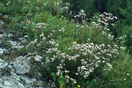 Botanische F&uuml;hrung am GeoPfad S&uuml;dkyffh&auml;user (Foto: Naturpark Kyffh&auml;user)