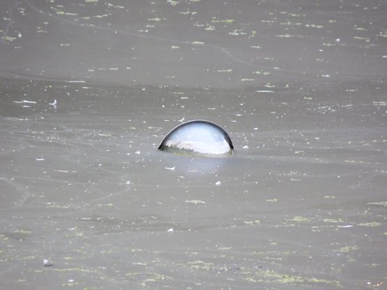 Parkteich Sondershausen (Foto: Karl-Heinz Herrmann) Parkteich Sondershausen (Foto: Karl-Heinz Herrmann)