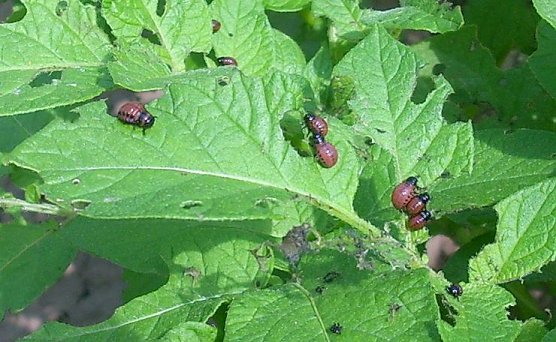 Gartensch&auml;dlinge (Foto: Karl-Heinz Herrmann)