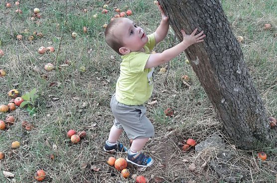 Apfelernte der Kinder (Foto: J&ouml;rg Schlottmann)