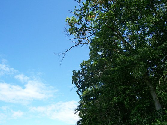 Totholz an der B4 (Foto: Forstamt Oldisleben)