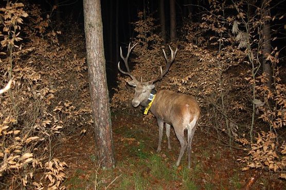 Lebensraumnutzung des Rotwildes in unserer Kulturlandschaft (Foto: Johann Heinrich von Thunen-Institut)