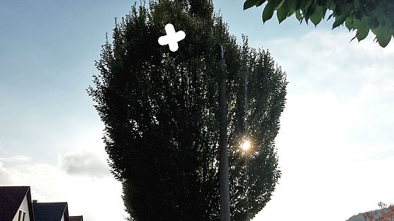 Laubfall erw&uuml;nscht? (Foto: Privat)