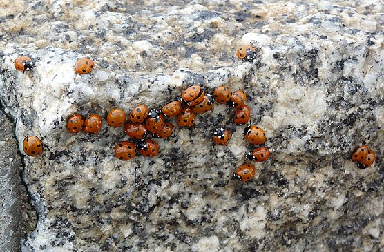 Marienk&auml;ferinvasion an K&uuml;ste (Foto: Karl-Heinz Herrmann)