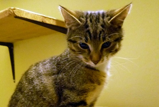 Zacharias (Foto: B. Hellrung)