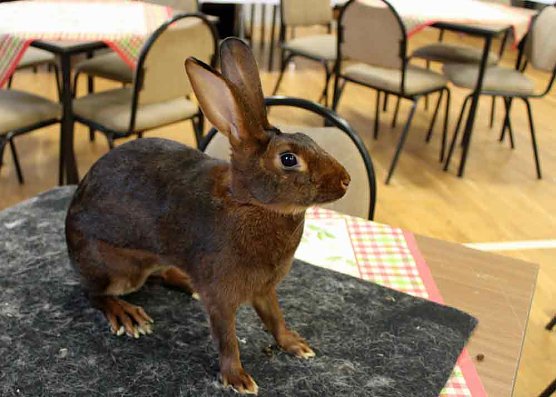 Rassenkaninchenschau in Großfurra (Foto: Karl-Heinz Herrmann) Rassenkaninchenschau in Großfurra (Foto: Karl-Heinz Herrmann)