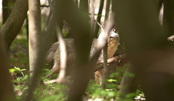 Weiblicher Jungwolf bei Ohrdruf  (Foto: S. B&ouml;ttner)