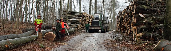 Holzernte in Seega (Foto: Karl-Heinz Herrmann)