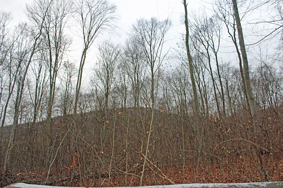 Holzernte in Seega (Foto: Karl-Heinz Herrmann)