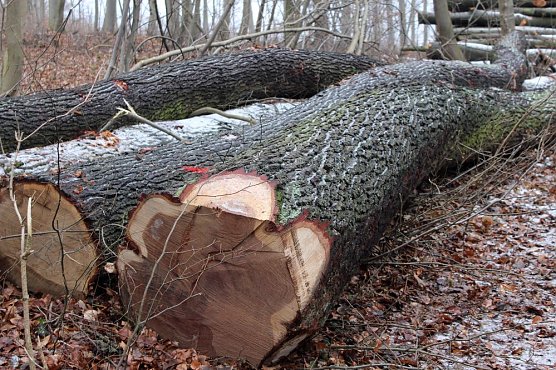Holzernte in Seega (Foto: Karl-Heinz Herrmann)