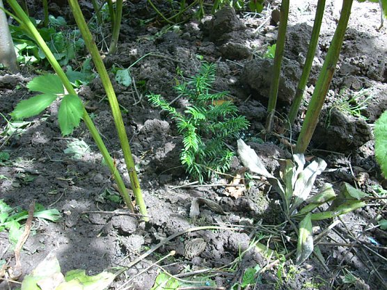 Bäume im Garten (Foto: Karl-Heinz Herrmann) Bäume im Garten (Foto: Karl-Heinz Herrmann)