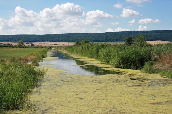 Vogelschutzgebiet Esperstedter Ried (Foto: Regionalmuseum Bad Frankenhausen) Vogelschutzgebiet Esperstedter Ried (Foto: Regionalmuseum Bad Frankenhausen)