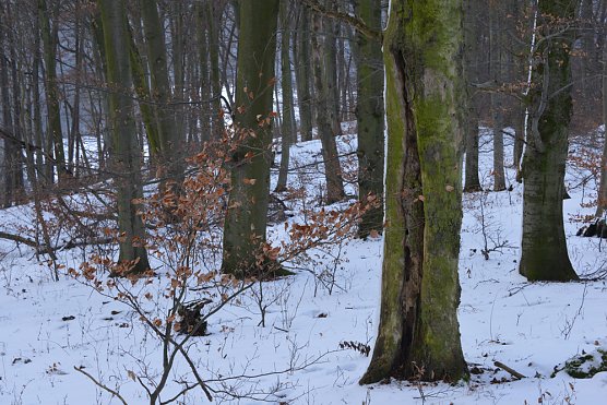 Breite Unterst&uuml;tzung f&uuml;r Waldwildnis am Possen (Foto: Thomas Stephan)