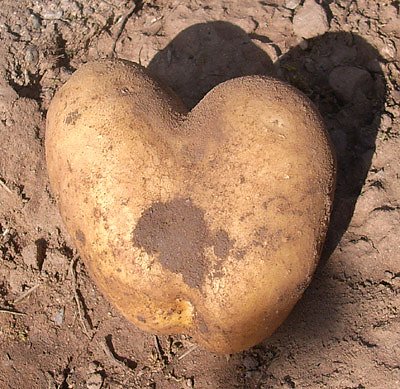 Kartoffelherz (Foto: Karl-Heinz Herrmann)
