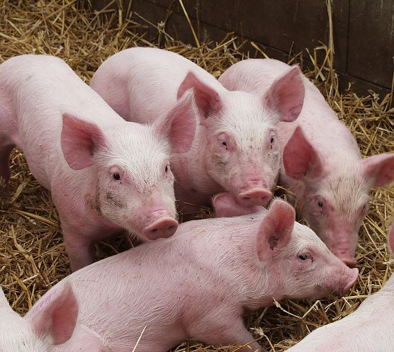 Alternativen pr&uuml;fen (Foto: Tierschutzbund)