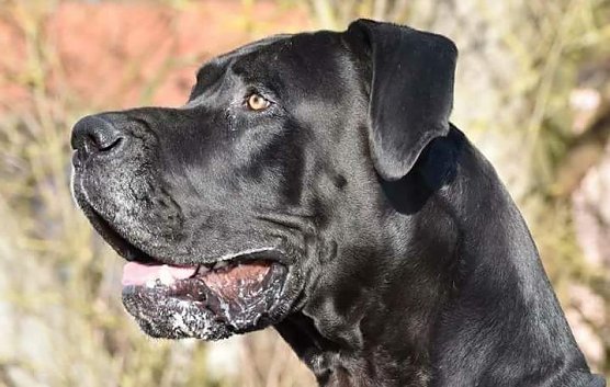 Carlos (Foto: Tierheim Nordhausen) Carlos (Foto: Tierheim Nordhausen)