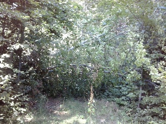 Possenlauf bald als Hindernisrennen wegen Urwald? (Foto: Karl-Heinz Herrmann)