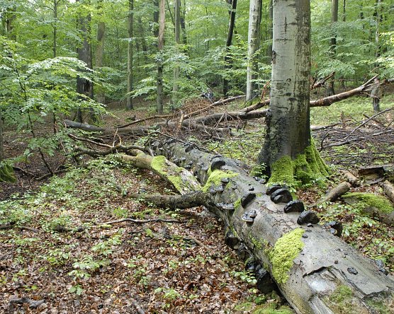 Der Hainich (Foto: Tino Sauer)