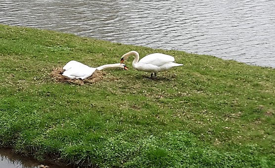 Eigenheim im Bau (Foto: Privat)