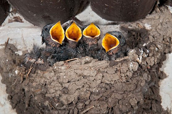 Rauchschwalbenk&uuml;cken im Nest (Foto: Leo/fokus-natur.de)