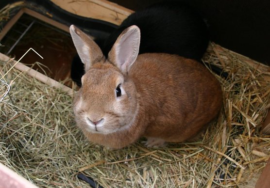 Kaninchen (Foto: Susanne M&ouml;ltgen)