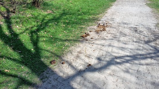 Was haben die Sondersh&auml;user gegen den Schlosspark? (Foto: Karl-Heinz Herrmann)