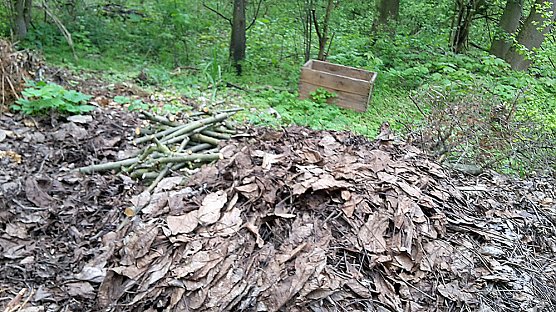Waldwildnis falsch verstanden (Foto: Karl-Heinz Herrmann) Waldwildnis falsch verstanden (Foto: Karl-Heinz Herrmann)