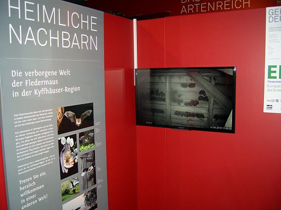 Fledermaus-TV sendet wieder! (Foto: Regionalmuseum Bad Frankenhausen)