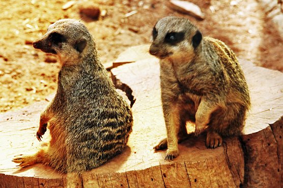 Alterskameraden auf den Possen (Foto: Günter Herting) Alterskameraden auf den Possen (Foto: Günter Herting)