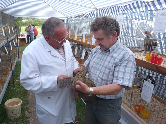 Rassengeflügelausstellung in Bad Frankenhausen (Foto: Karl-Heinz Herrmann) Rassengeflügelausstellung in Bad Frankenhausen (Foto: Karl-Heinz Herrmann)