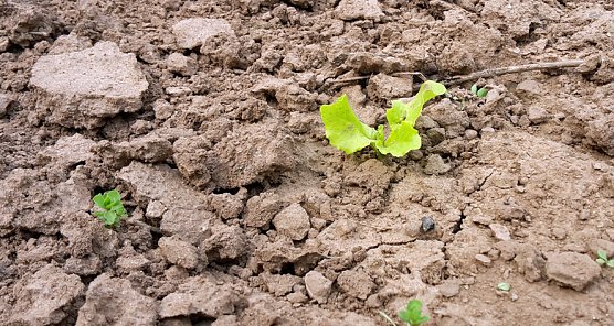 Zum Schmunzeln oder Kleingärtner in Nöten? (Foto: Privat) Zum Schmunzeln oder Kleingärtner in Nöten? (Foto: Privat)
