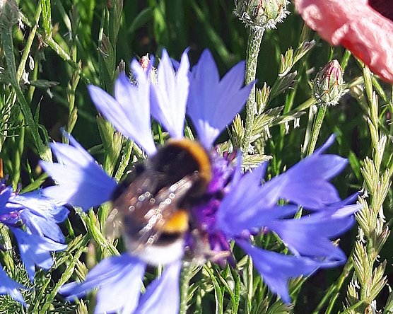 Sch&ouml;ner Feldrain (Foto: Horst Schmidt)