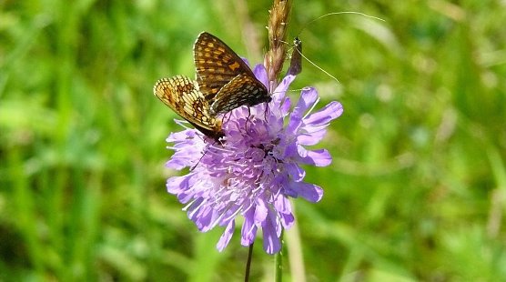 Insekt (Foto: Franziska D&ouml;ll)