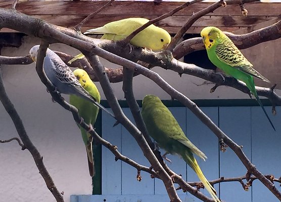 Wellensittiche artgerecht halten (Foto: Tierschutzbund)
