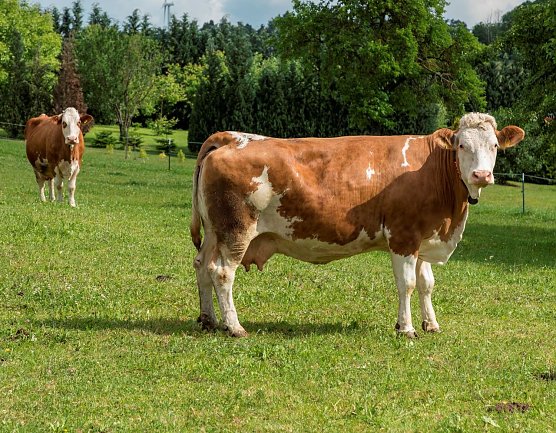 Zufriedene Milchk&uuml;he (Foto: Tierschutzbund Deutschland)