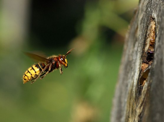 Bisher hat es das Jahr mit Hornissen und Wespen nicht gut gemeint (Foto: Leo/fokus-natur.de) Bisher hat es das Jahr mit Hornissen und Wespen nicht gut gemeint (Foto: Leo/fokus-natur.de)
