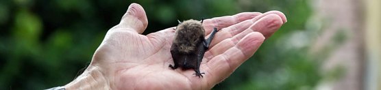 Heimliche Nachbarn (Foto: Sebastian Schuster) Heimliche Nachbarn (Foto: Sebastian Schuster)