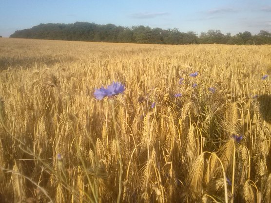 Wetterbild (Foto: Angelo Glashagel)