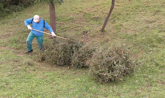 Der Strauch Schlehe soll eigentlich im Zuge der landwirtschaftlichen Pflege in den Naturschutzgebieten zur&uuml;ckgedr&auml;ngt werden. Das Gegenteil ist auf wichtigen Fl&auml;chen der Fall. Die Aufnahme entstand am vergangenen Sonnabend im NSG Alter Stolberg. (Foto: Bodo Schwarzberg)