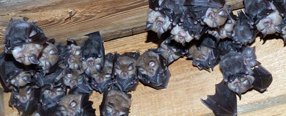 Besuch aus dem polnischen "Hufiland" (Foto: Landratsamt Kyffh&auml;userkreis)